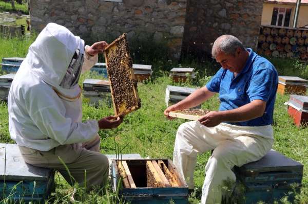 Bal üretiminde 'korona' hamlesi 