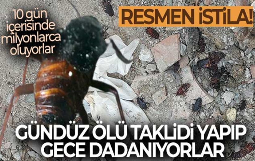 Gündüz ölü taklidi yapıyorlar gece evlere dadanıyorlar