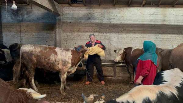 Ordu'da kurbanlık hayvan pazarlarında hareketlilik başladı