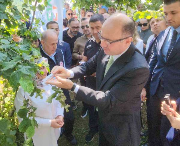 Giresun'da kahverengi kokarcaya karşı samuray arıları salınmaya başlandı