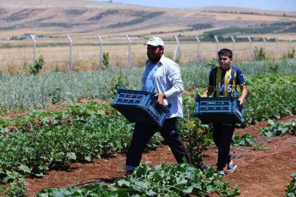 Gaziantep'te dağıtılan sebze fideleri ilk mahsullerini vermeye başladı