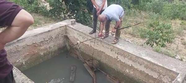 Amasya'da sulama havuzuna düşen yaban domuzu yavrusu kurtarıldı