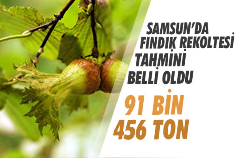Samsun'da fındık rekoltesi tahmini belli oldu: 91 bin 456 ton