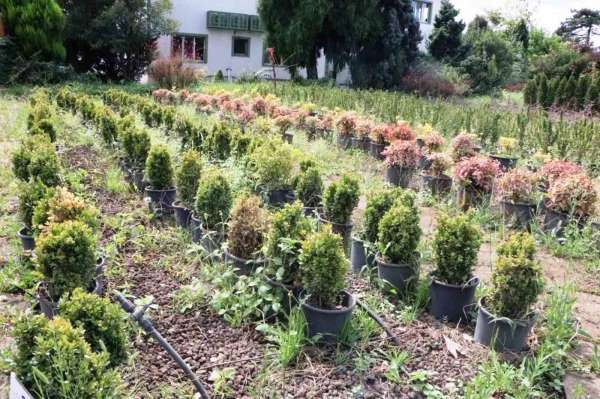 Samsun'da üretilen fidanlarla Türkiye nefes alıyor