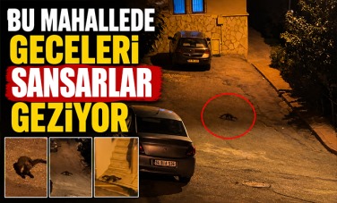 Bu mahallede geceleri sansarlar geziyor