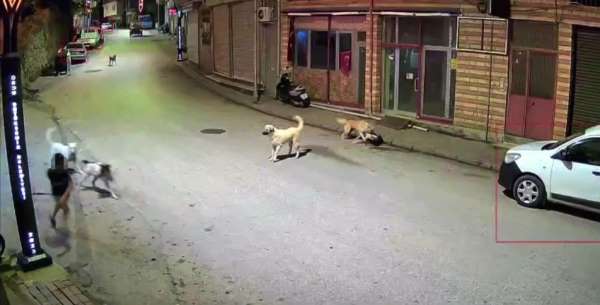 Ordu'da küçük çocuk sokak köpeklerinin saldırısına uğradı