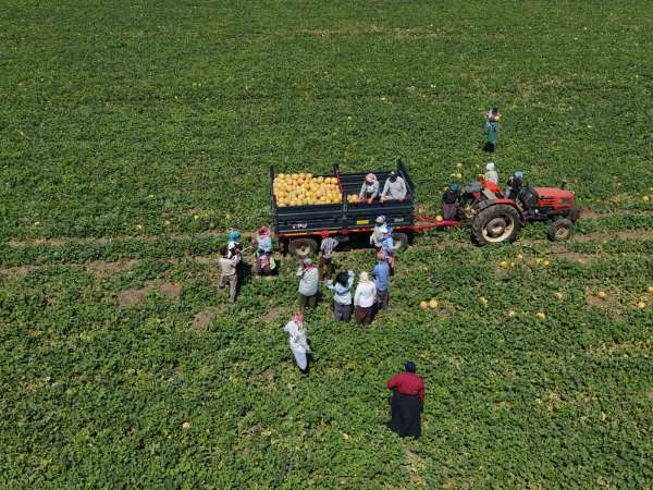 Kadın işçiler ekmek parasını topraktan çıkarıyor