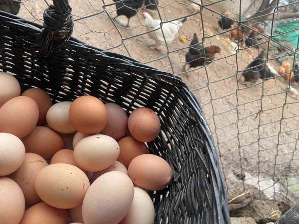 Okulların açılması yumurtayı 'Mayıs çukuru'ndan kurtaracak