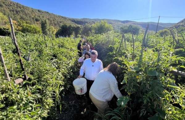 Sinop'ta coğrafi işaretli Gazidere domatesinde hasat başladı