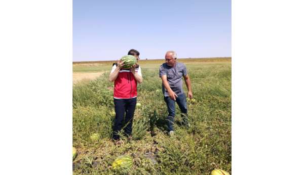Tekirdağ'da karpuz üretimine yakından takip