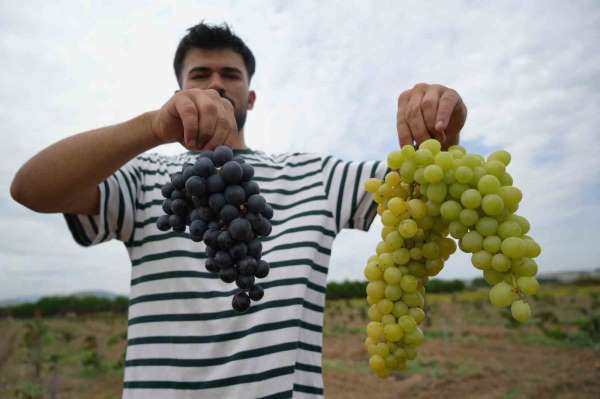 OMÜ'nün baldan tatlı üzümlerinde hasat zamanı