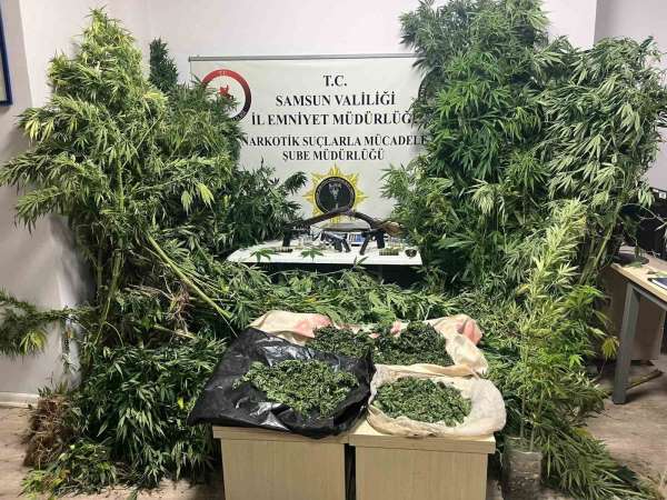 Polis havadan iz sürdü: Tütünlerin arasında 502 kök kenevir ele geçti