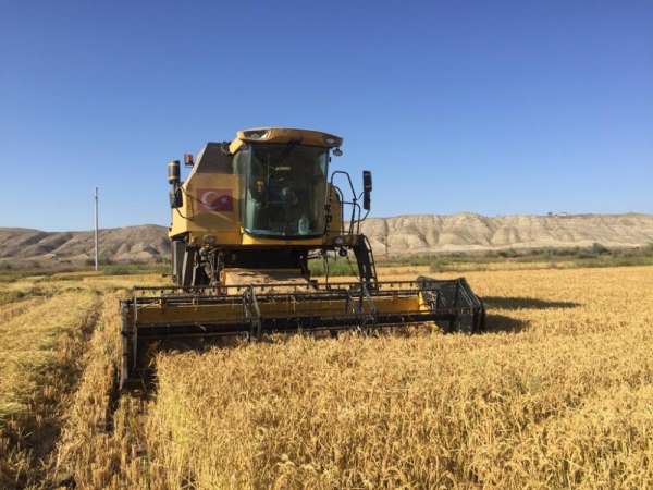 Sungurlu'da çeltik hasadı başladı 