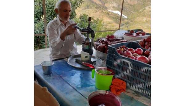 Gazipaşa'da çekirdeksiz ve dikensiz narın hasadında sona gelindi