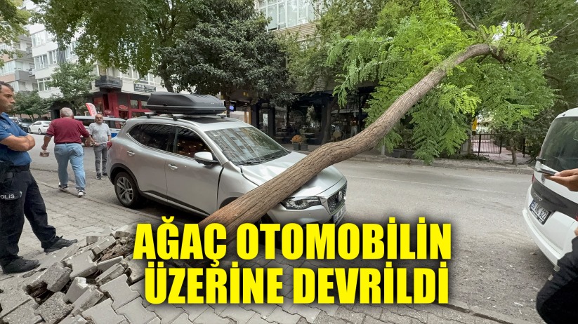Ağaç otomobilin üzerine devrildi