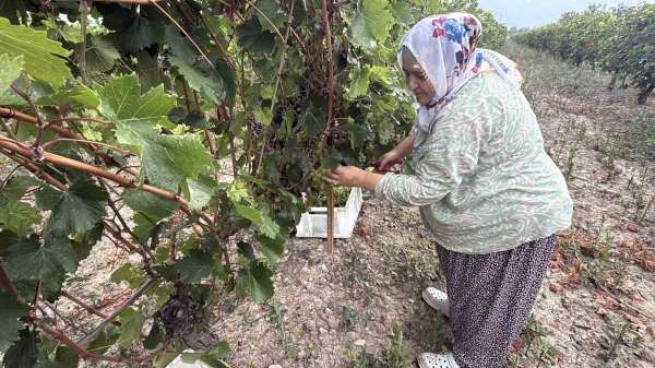 Narince üzümünü de don vurdu, rekolte yüzde 80 düştü