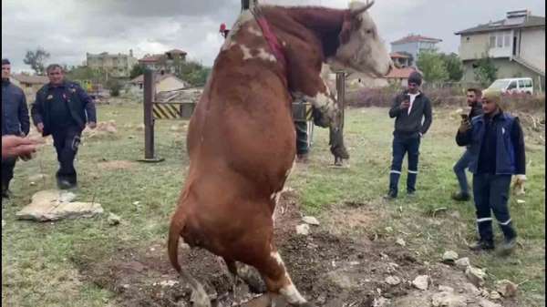 Amasya'da çukura düşen inek vinç yardımıyla kurtarıldı