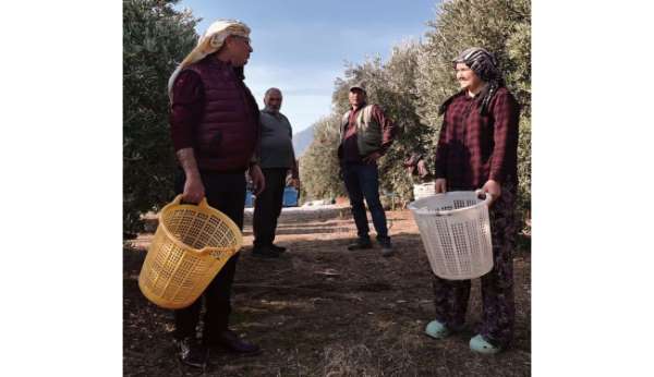 Başkan Öküzcüoğlu çiftçilerle birlikte zeytin hasadı yaptı