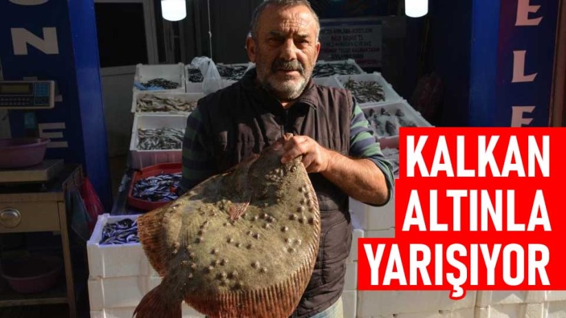 Kalkan balığı altınla yarışıyor: Kilosu 250 lira