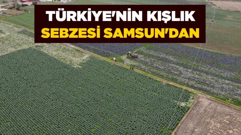 Türkiye'nin kışlık sebzesi Samsun'dan
