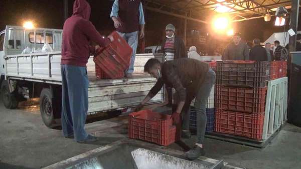 Sezonun ilk zeytin sıkımında fabrika önlerinde uzun kuyruklar oluştu