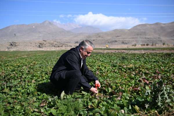 Erciyes'in eteklerinde yetiştirilen çilek fidesi 6 ülkeye ihraç ediliyor - Kayseri haber