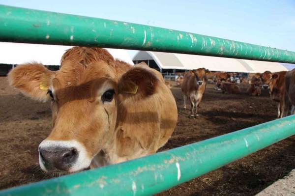 Gökhöyük'ün 'süt makinesi' jersey inekleri: Yediği yemi en çok süte onlar çeviriyor