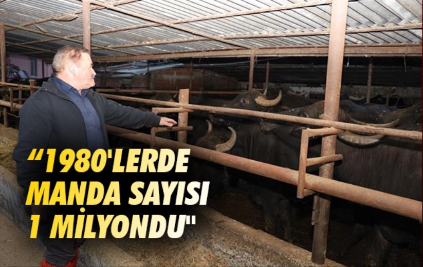 Samsun'da 1980'lerde manda sayısı yaklaşık 1 milyondu