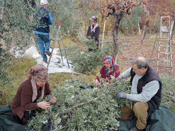 Eskişehir'de çiftçiler dönümden 2 ton zeytin aldı, yüzleri güldü