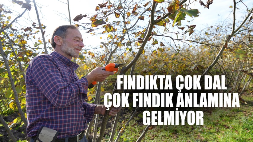 Fındıkta çok dal, çok fındık anlamına gelmiyor