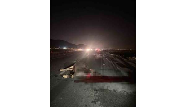 Muş'ta yola çıkan inekler kazaya neden oldu: 1 yaralı