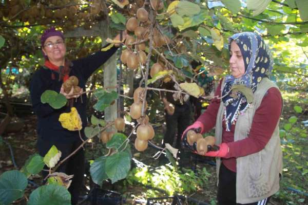 Ordu kivisinde rekolte hedefi 6 bin 200 ton: Ekonomiye katkısı yaklaşık 500 milyon TL
