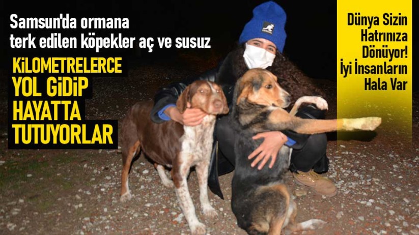 Samsun'da ormana terk edilen köpekler aç ve susuz