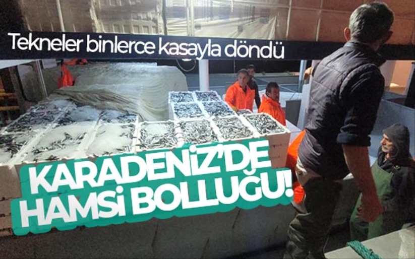 Karadeniz'de hamsi bolluğu