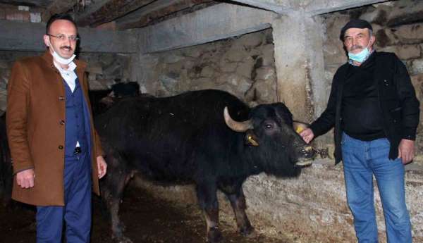 Giresun'da 289 manda işletmesine 8 milyon 422 bin 600 TL destek ödemesi yapıldı