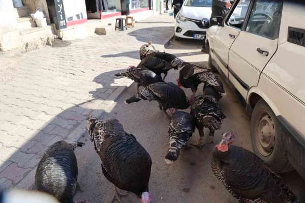 Adana'da ilginç görüntü: Hindiler çarşıda gezdirilerek satılıyor