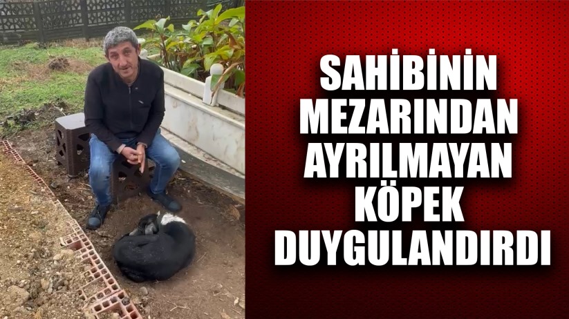 Köpeğin vefası: Sahibinin mezarından ayrılmayan köpek duygulandırdı