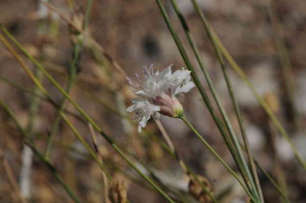 'Çameli pelemiri' bitki literatürüne kazandırıldı
