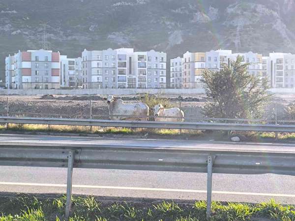 Kaza yapan tırdan kaçan anguslar şehir turunda