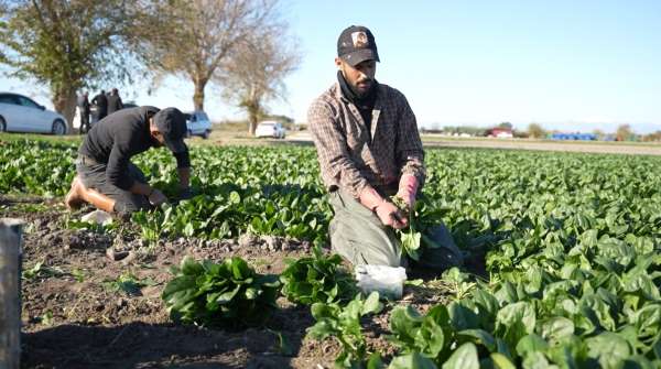 Osmaniye'de ıspanak hasadı başladı