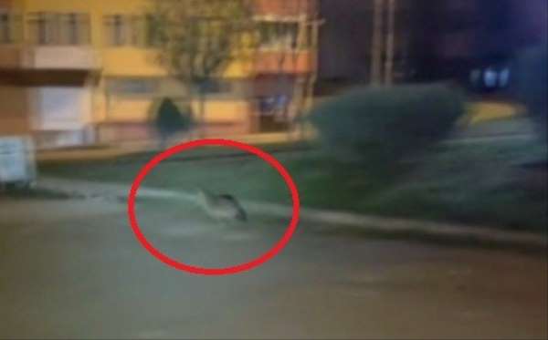 Sinop'ta aç kalan çakal şehir merkezine indi