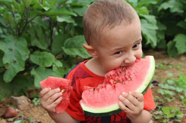 Doğu Karadeniz'in tek karpuz üretim merkezinde hasat başladı 