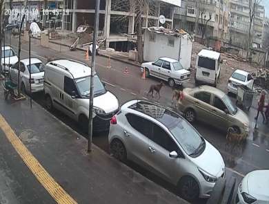 Sokak köpekleri tehlike saçıyor 