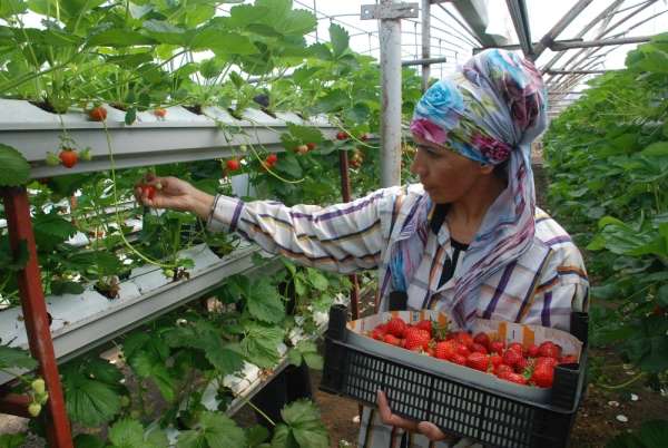 Üniversiteli genç çiftçiligi tercih etti
