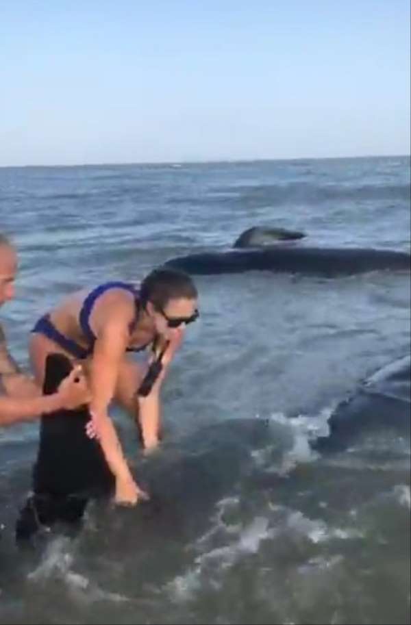 Kıyıya vuran balinaları kurtarma operasyonu 