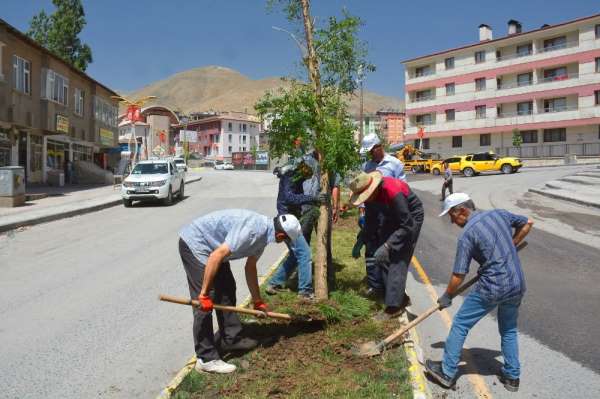 Hakkari Belediyesi kuruyan ağaçların yerine yenilerini dikti 