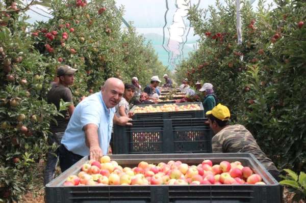 Türkiye'nin elma deposu Karaman'da erkenci elma hasadı başladı 