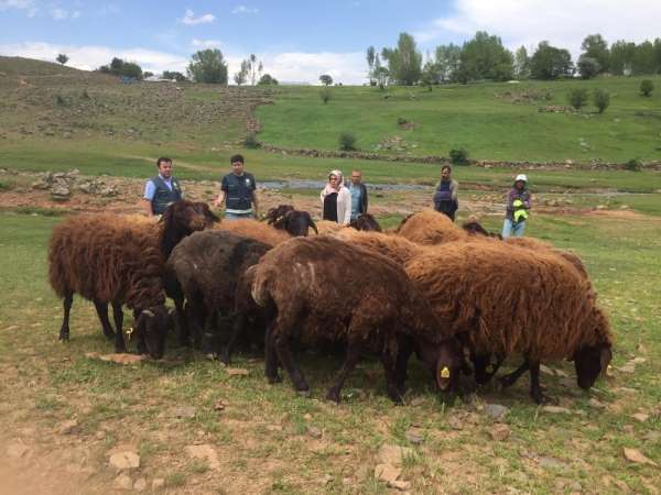 Bingöl'de süt üreticilerine 3 milyon 473 bin TL destek verildi 