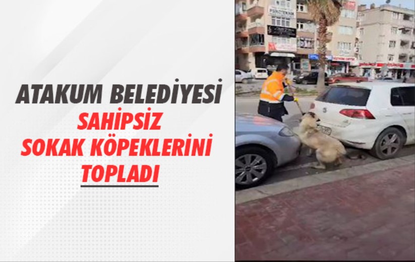 Atakum Belediyesi sahipsiz sokak köpeklerini topladı