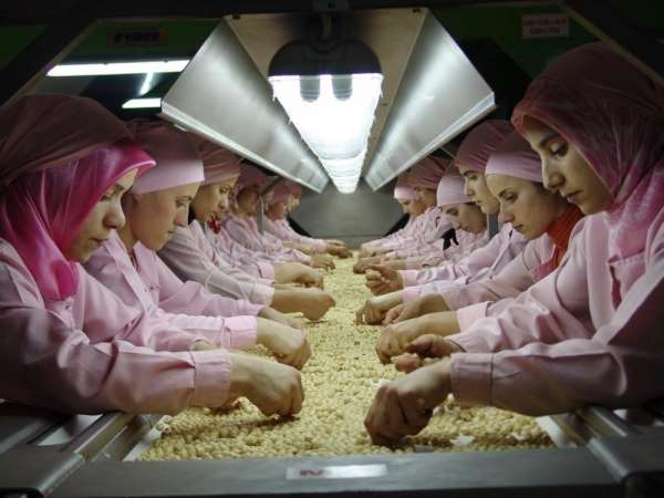 Düzce'den Avrupa'ya 2 bin 428 ton iç fındık ihraç edildi